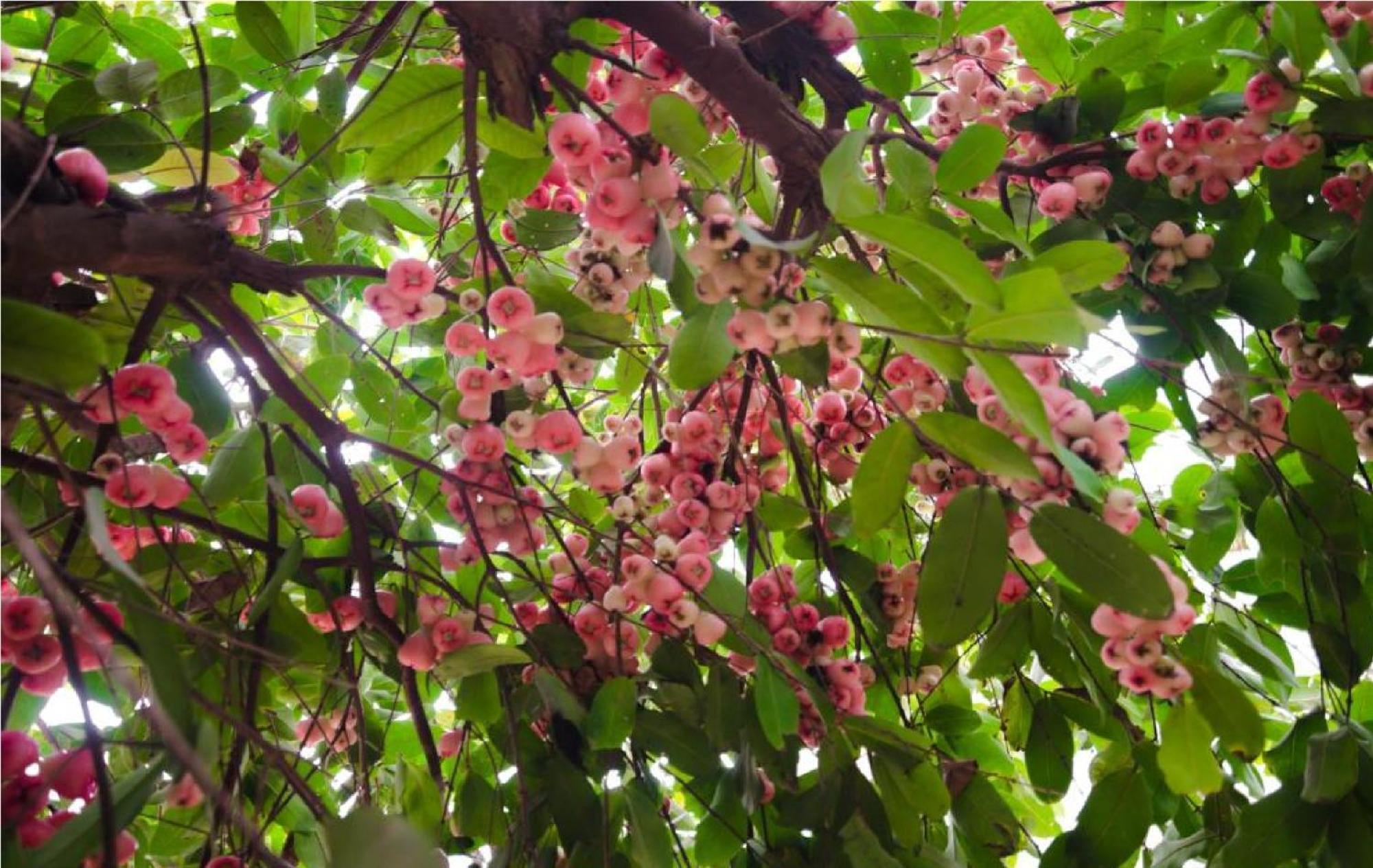 Riverside Plum Garden Homestay Hoi An Exterior foto