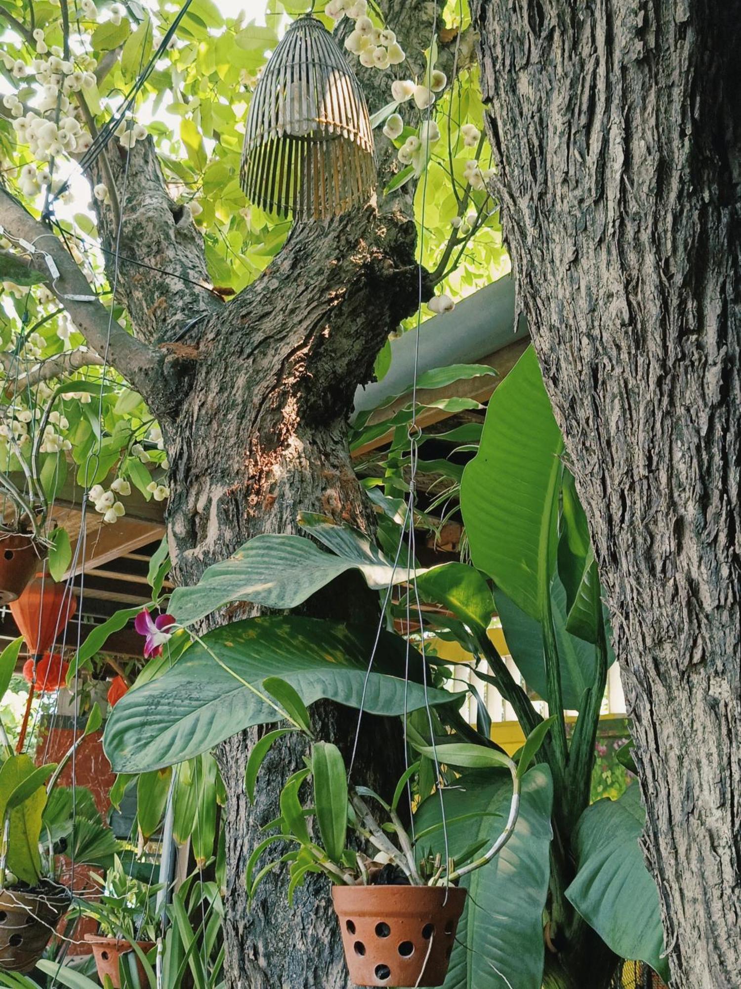 Riverside Plum Garden Homestay Hoi An Exterior foto