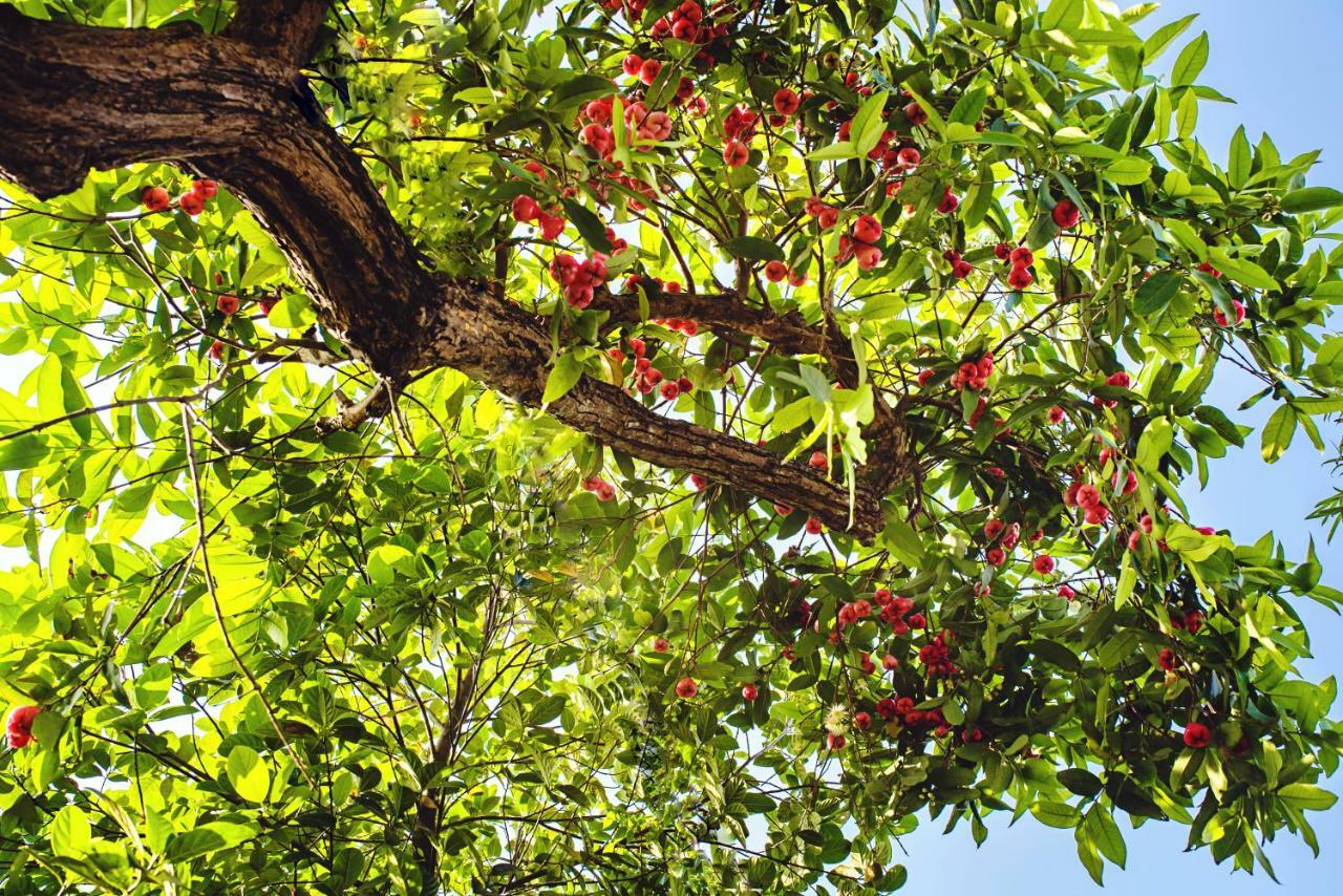 Riverside Plum Garden Homestay Hoi An Exterior foto