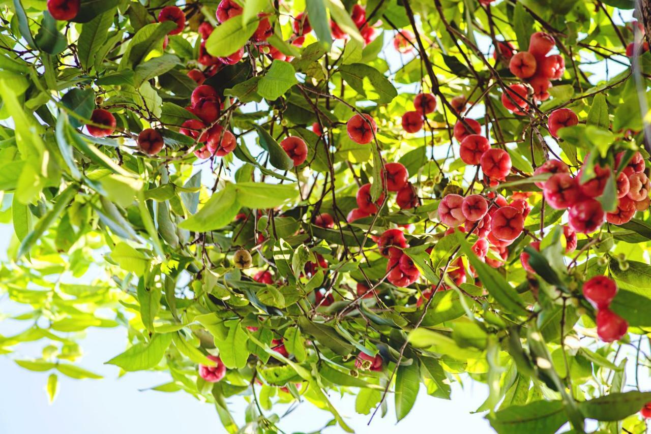 Riverside Plum Garden Homestay Hoi An Exterior foto