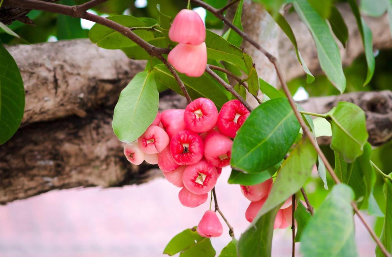 Riverside Plum Garden Homestay Hoi An Exterior foto